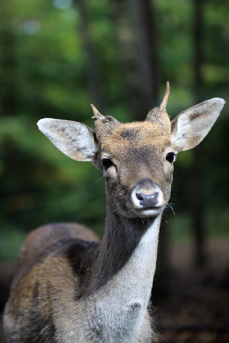 Zwischen den Zeilen das Rascheln des Kindes mit der Futtertüte.