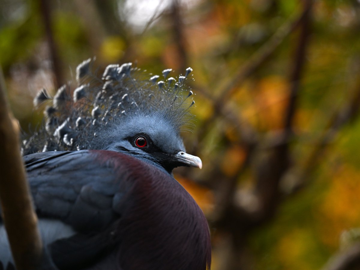 🍷と🌹の日々は遠く去り...
今宵はこの曲で 一人酒🍶😅 おやすみなさい💤
"The Days Of Wine And Roses"
by Julie London
youtube.com/watch?v=travlF…
※写真は関係ありません
#オウギバト #ズーラシア #VictoriaCrownedPigeon #ZOORASIA