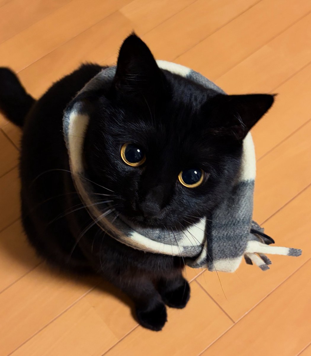 黒猫