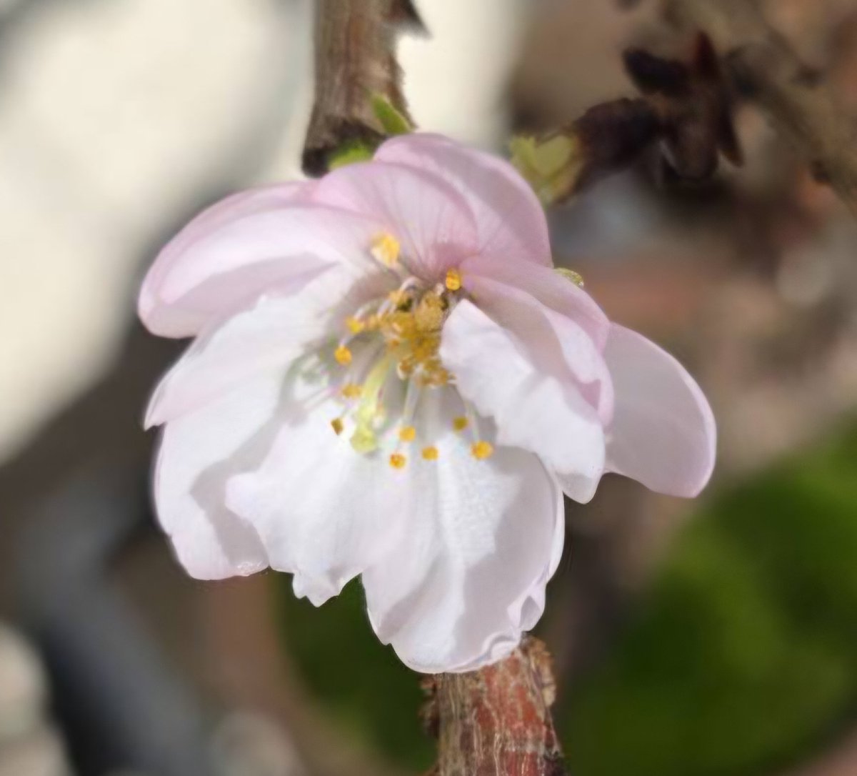 #盆栽日記
十月桜咲いた！