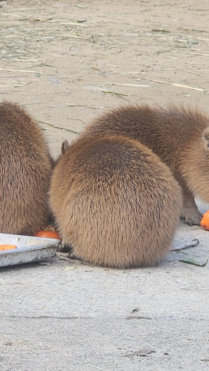 カピ バラ様ꕤ*.゜ カピバラかぴばら (@capybara5179) / Posts / X