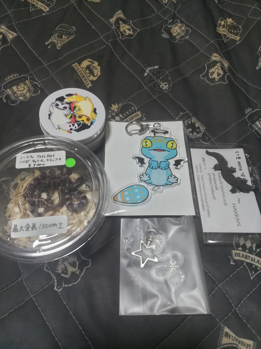 i_bui0228's tweet photo. 今日のロコズマーケットの戦利品です！一目惚れしたグッズと飼うのが初のコーンスネークです✨️ https://t.co/4bh9zOvWY6