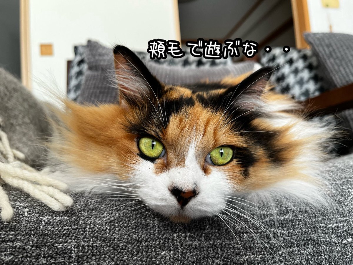 ねこねこ空港 (@nekoneko747) / Posts / X