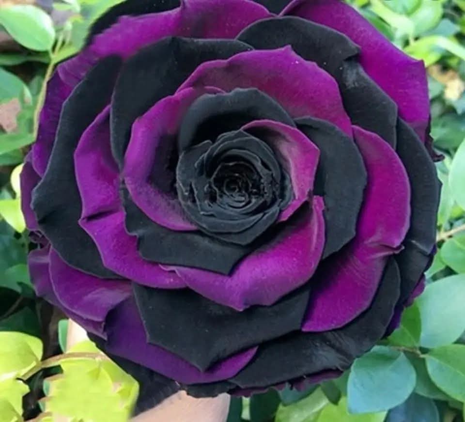 onlyfans.com/tessa.fox/c109