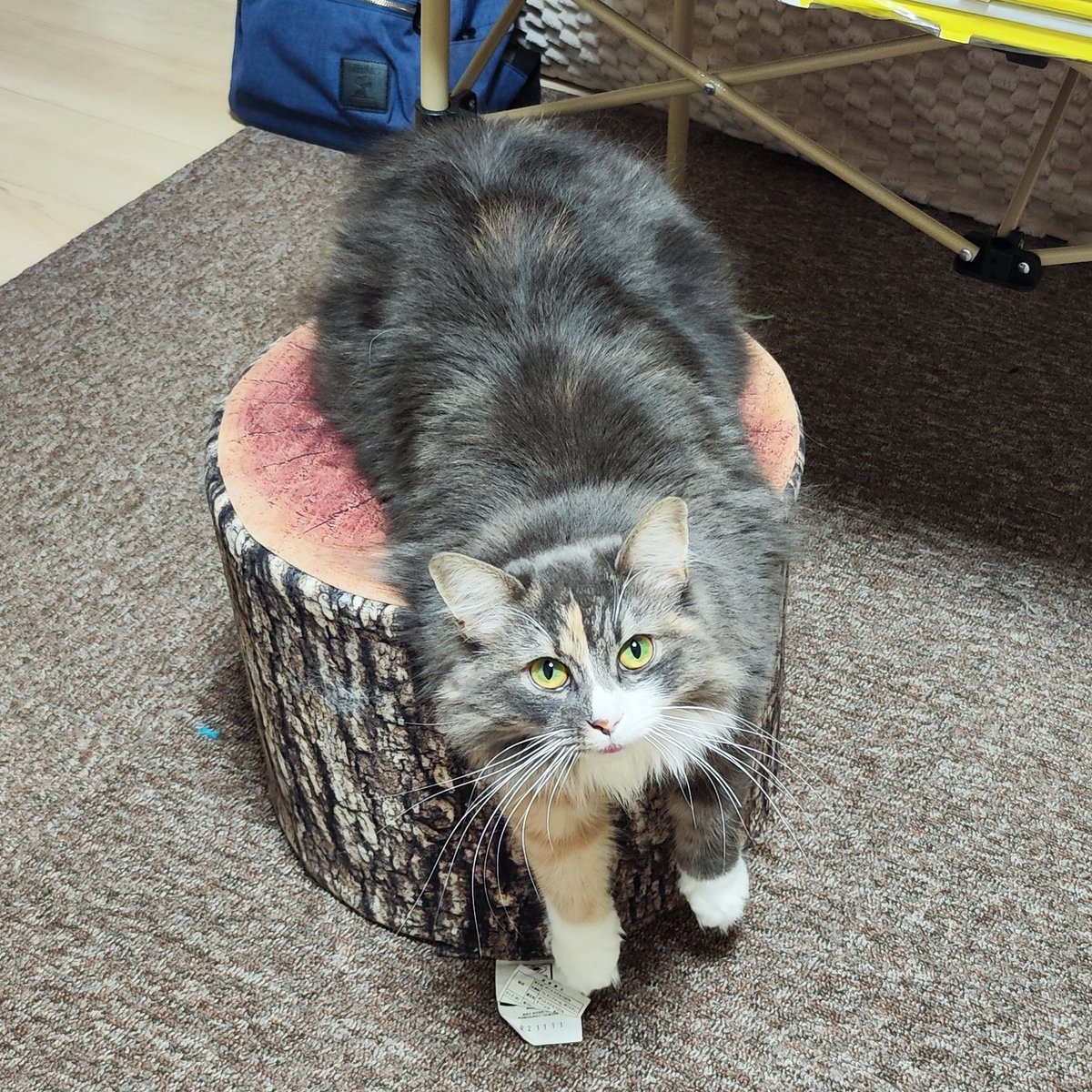 おててないないも好きだけど
おててだらーんもかわいい🥰