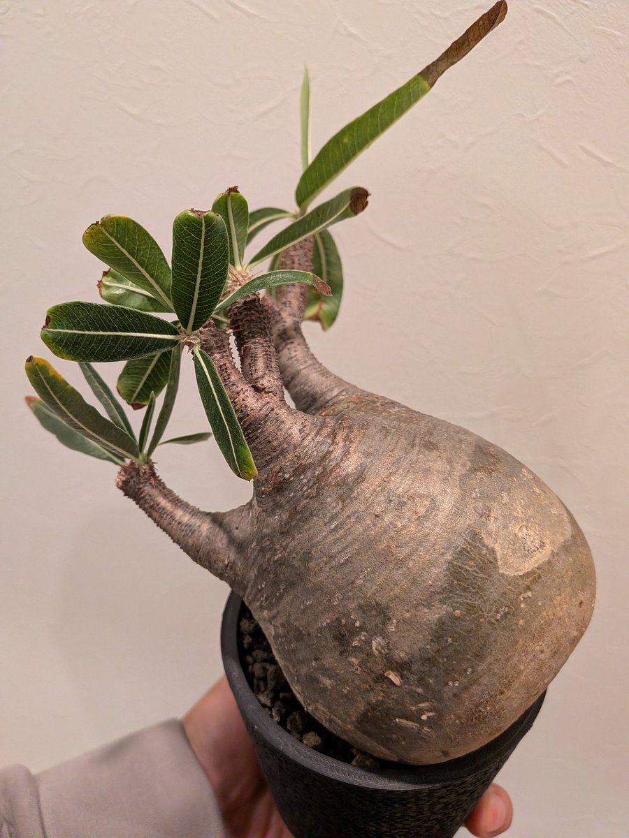 Le Norte (@norte_le) / Posts / X