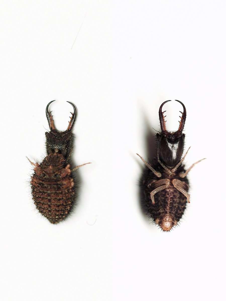 歩いているアリジゴクを児童が見つけました。当てはまる既知種がないので詳しい方に聞くと、コカスリウスバカゲロウの隠蔽種ということでした。見つけたこどもスゴイ..
2025.12.6 @愛媛県