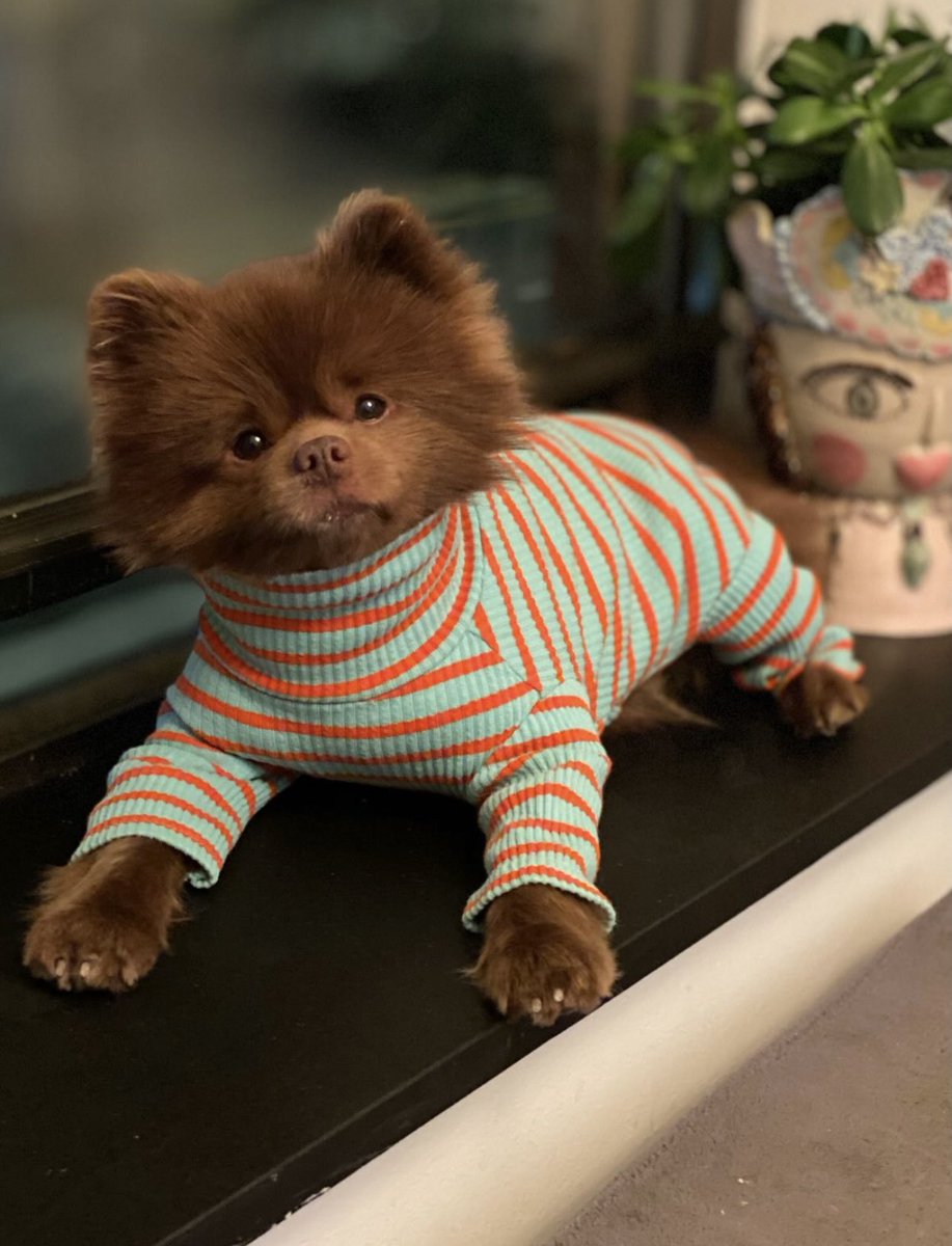 <a href="/BillyM2k/">Shibetoshi Nakamoto</a> What do you think of this cute dog