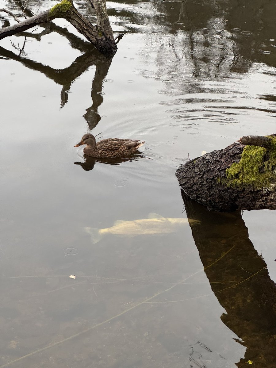 Hur ofta fångar ni en gädda och en and på samma bild? Gamnelgäddan var iofs död, men ändå.