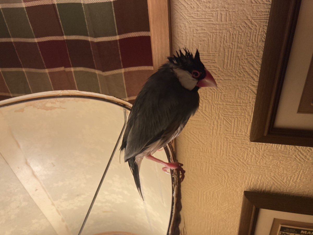 Hollow616's tweet photo. いい感じの枝を見つけたコザクラインコさんと水浴びした後の文鳥さん

かわちいいいいい

#コザクラインコ　#文鳥 https://t.co/2CVS6oNf7P