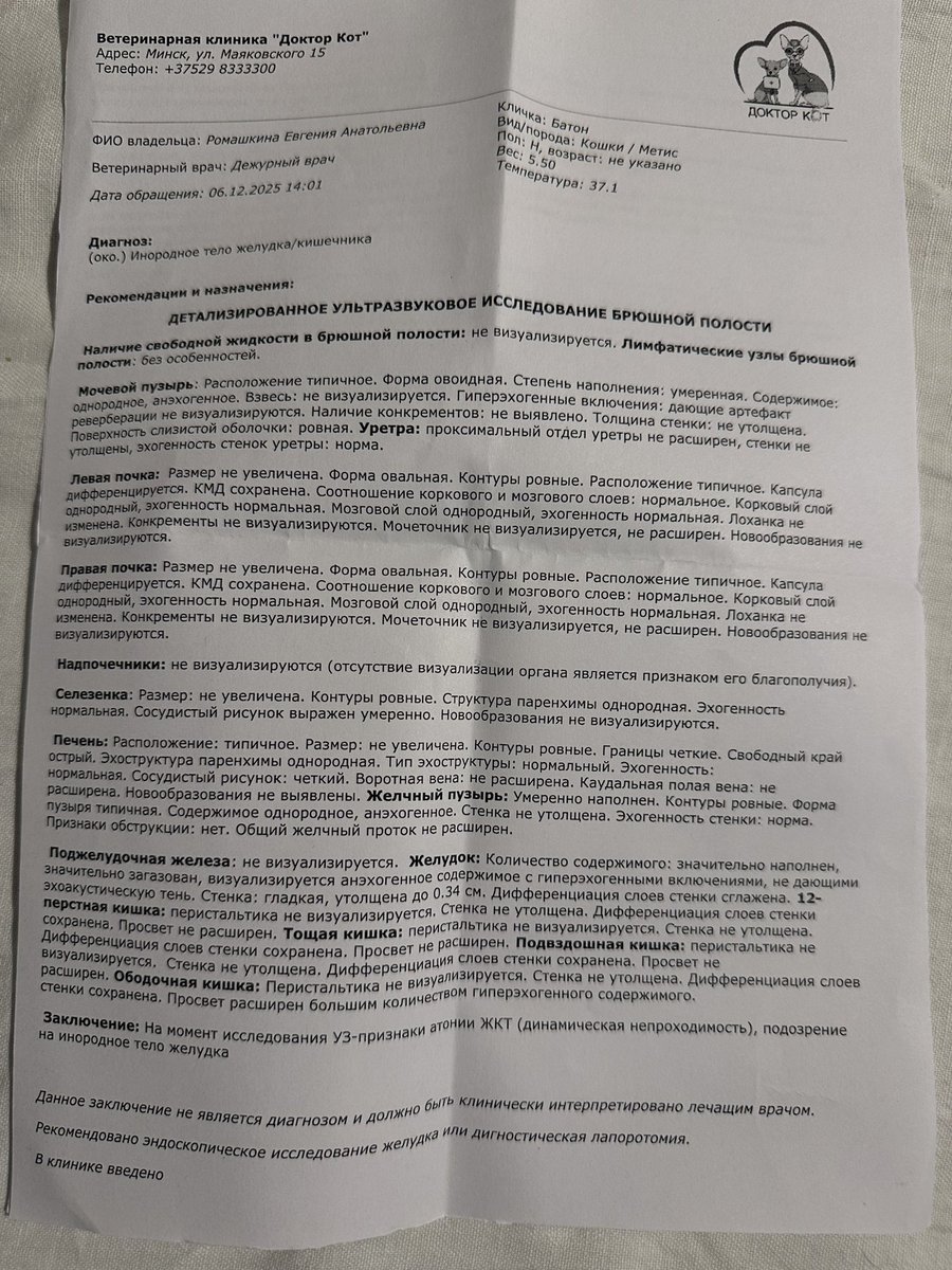 zheromka's tweet photo. Это Батон.

Сейчас Батон на стационаре после операции: он погрыз пластиковый коврик и наелся этих кусков. Какой-то из них перекрыл выход из желудка. https://t.co/UYJYbhrg2D