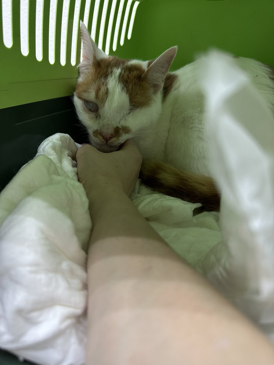 zheromka's tweet photo. Это Батон.

Сейчас Батон на стационаре после операции: он погрыз пластиковый коврик и наелся этих кусков. Какой-то из них перекрыл выход из желудка. https://t.co/UYJYbhrg2D