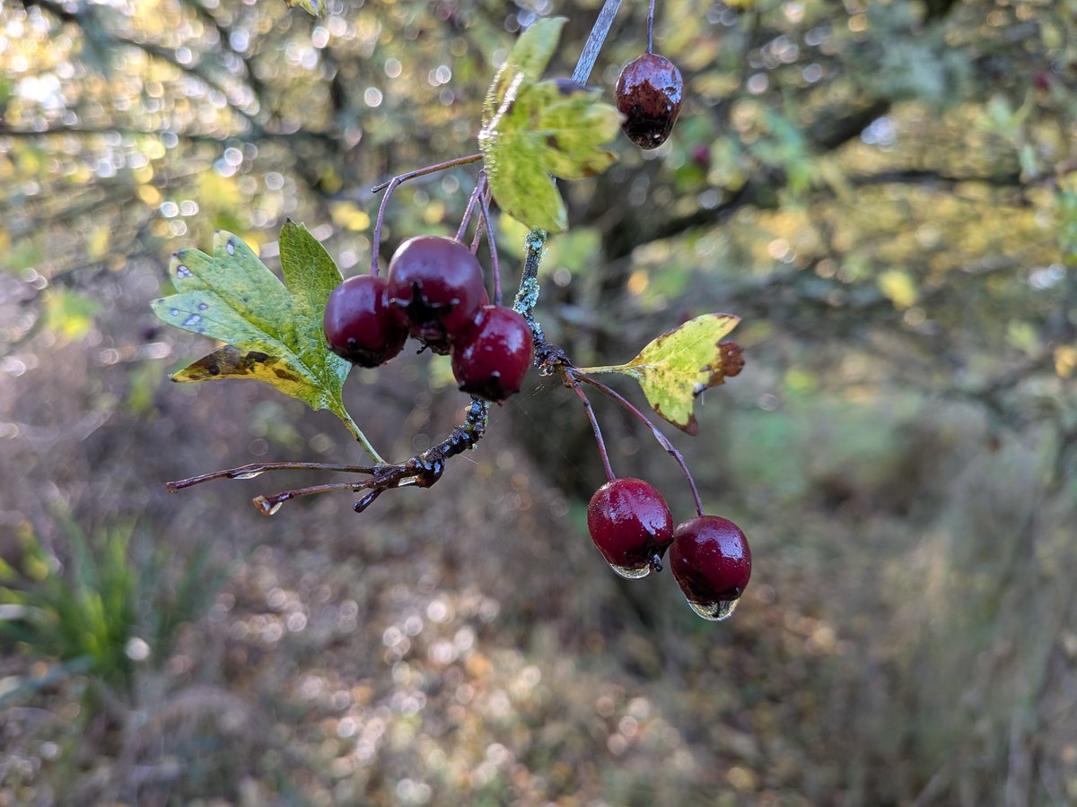 Hawthorn marks the entrance to the #Otherworld. Haws or #berries are edible used in jelly &amp; #wine. #Latin Crataegus from Greek kratos for strength &amp; akis for sharp referring to #trees thorns. Also, whitethorn, hawberry, quickthorn, May-#flower #FolkloreSunday