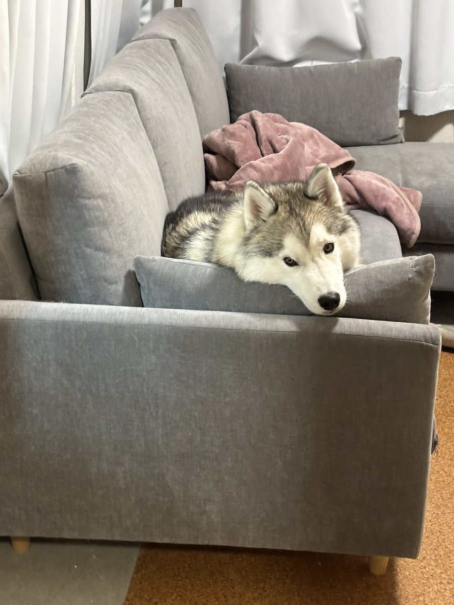 ガブちゃん (@rn2312412) / Posts / X