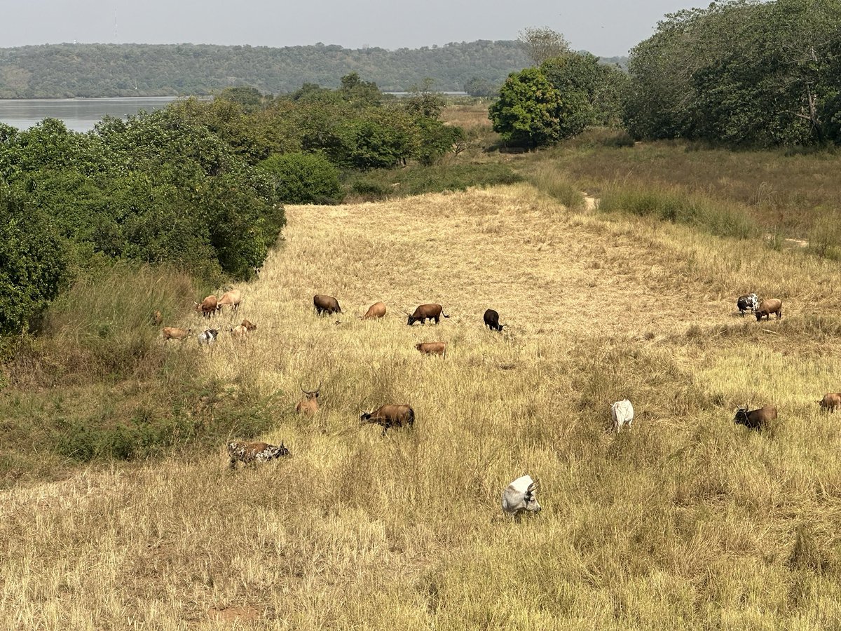Diallo Abdoulaye Sadio tweet media