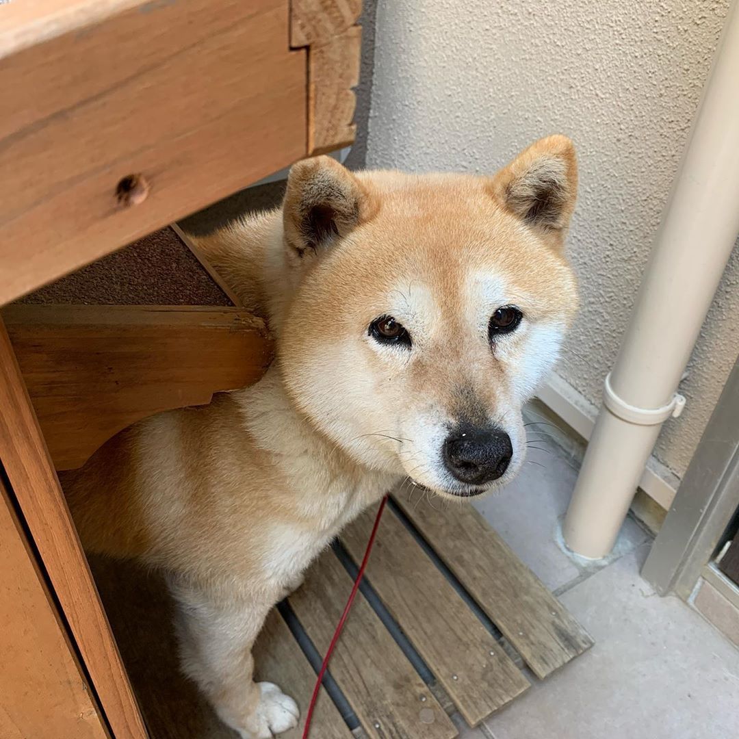 Just peeking out to see what's going on... 👀 Wondering if there are any treats around? 🐾 #ShibaInuVibes