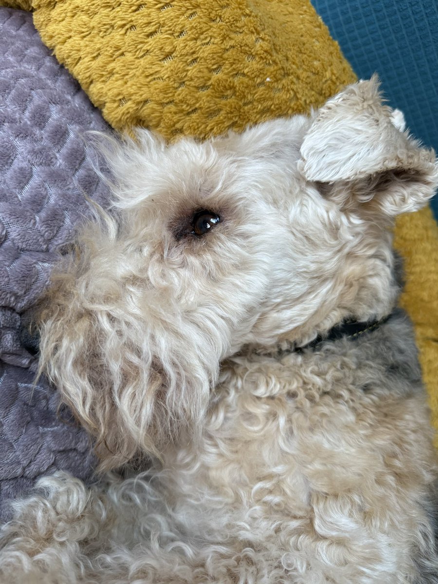 Contemplating my existence… 🐶