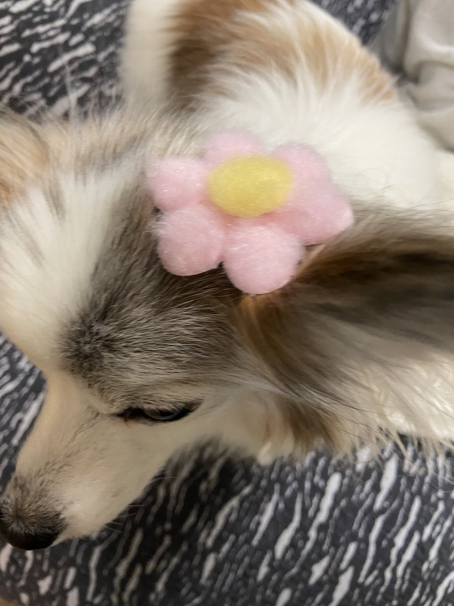 うにまる。（ちゃんねる。） (@unimaru1031) / Posts / X