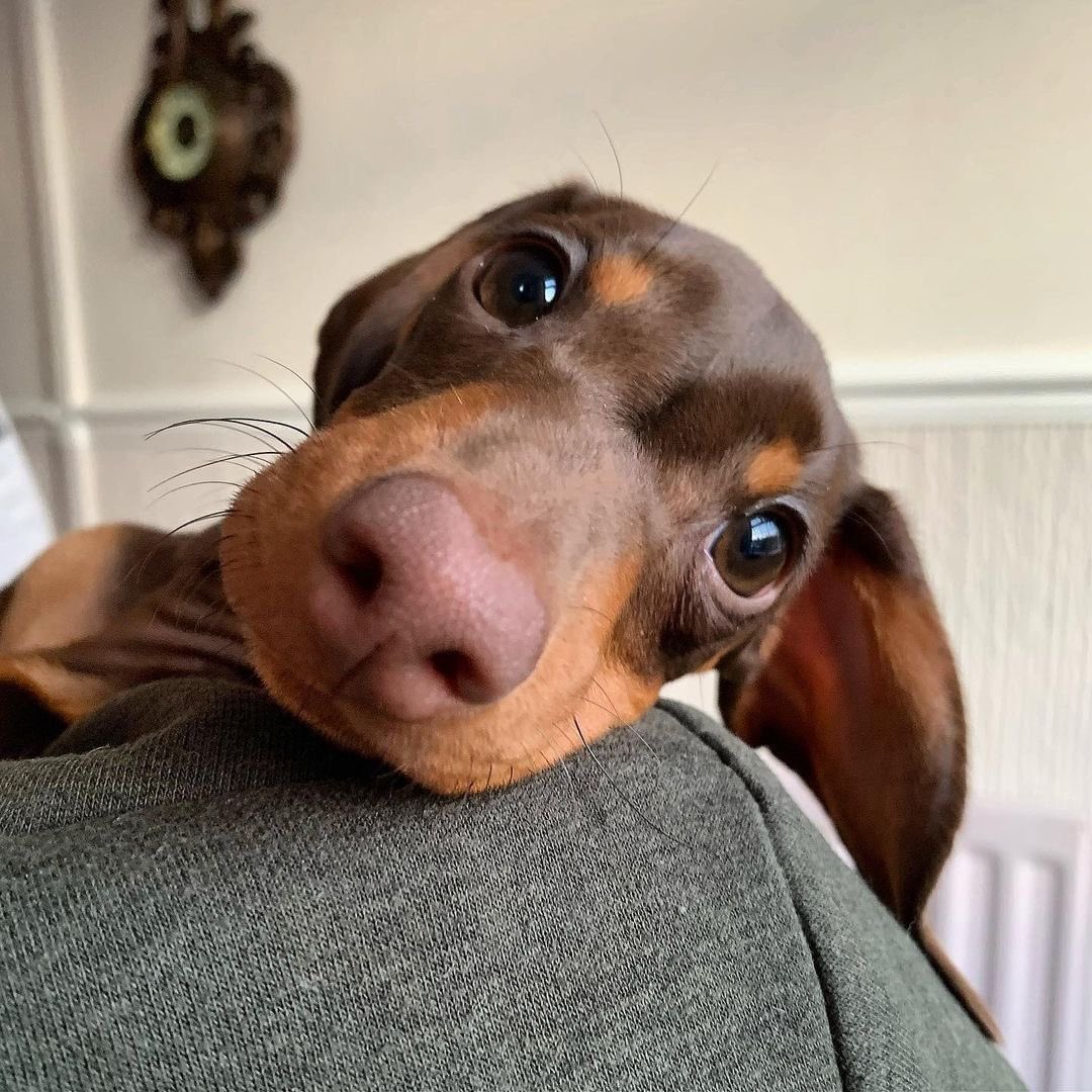 MyDearMerlin's tweet image. #myungreun myung si puppy hybrid yang selalu murung tiap ditinggal Abang abangnya kerja 😟