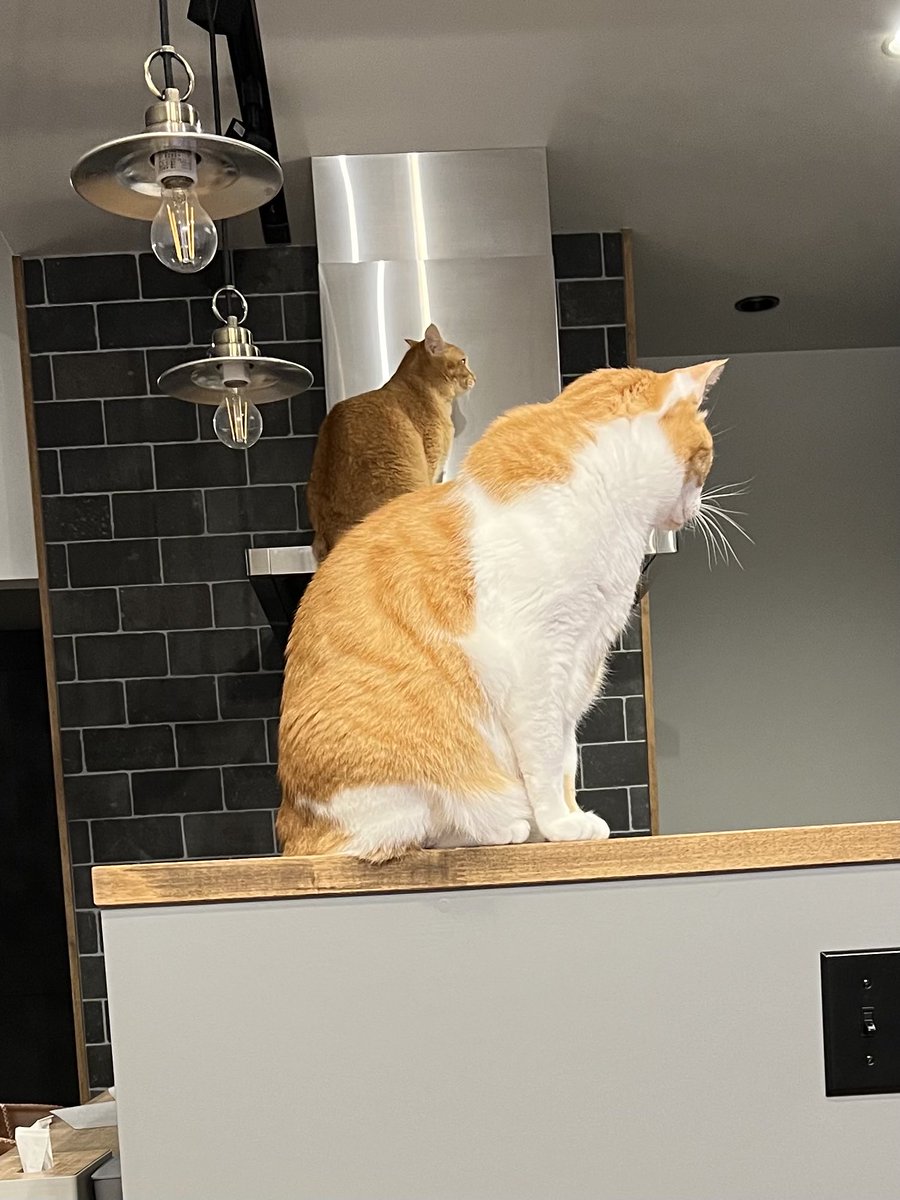 ぽーの呟き…ときどきテト (@kk26647297) / Posts / X