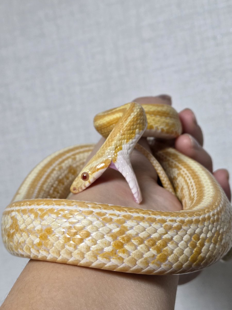 진심 너무웃겨 피딩 일주일 밖에 안 됐는데 핸들링하려니까 한참 고민하다가 와아압.