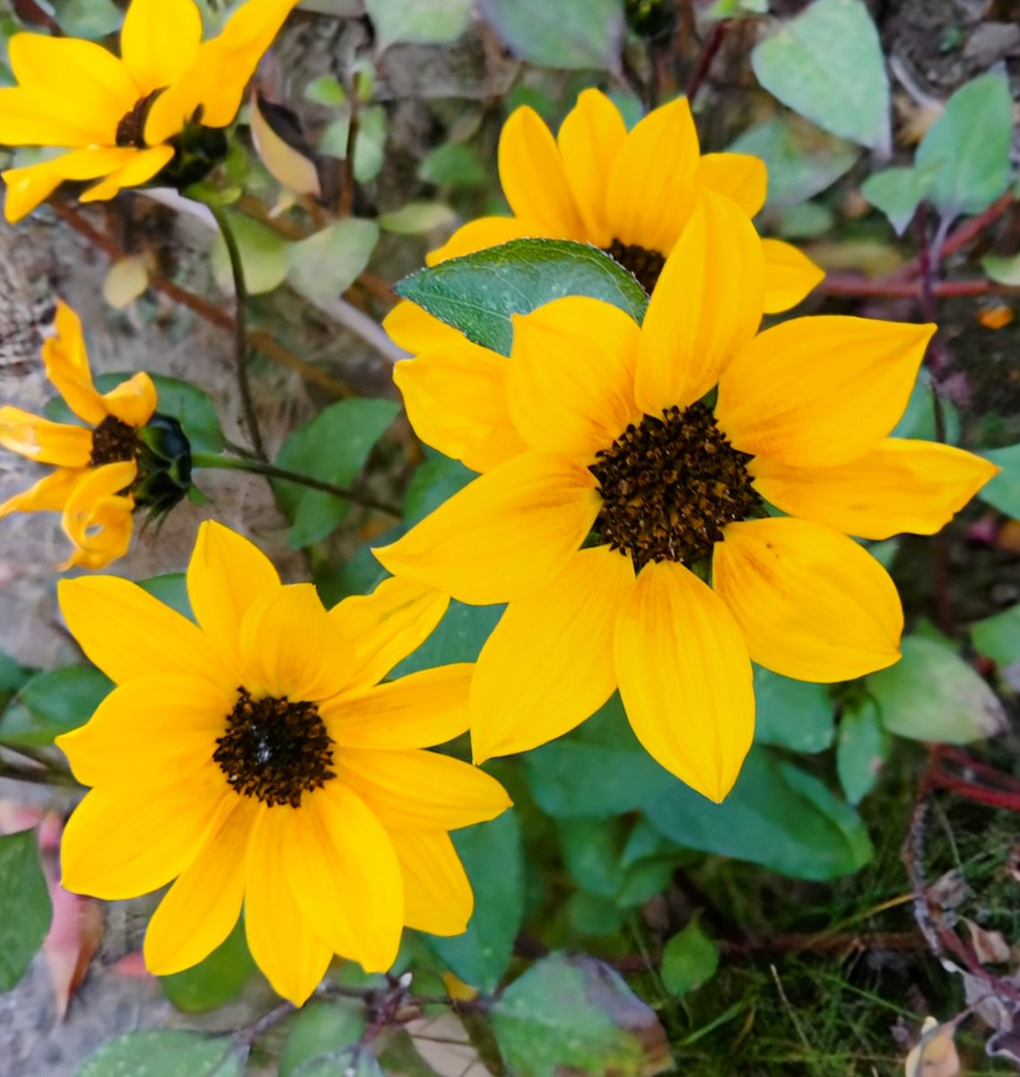 うさたん (@usatanno2525) / Posts / X