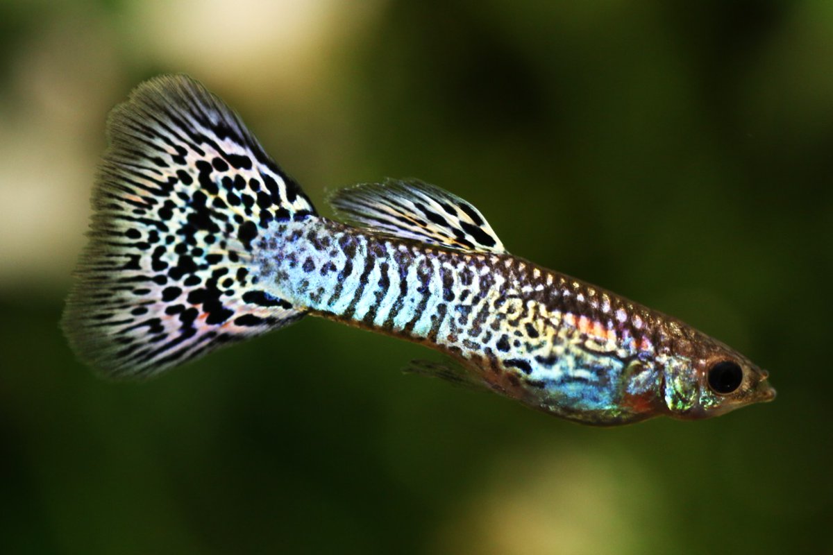 まっちゃん (@hirofish621) / Posts / X