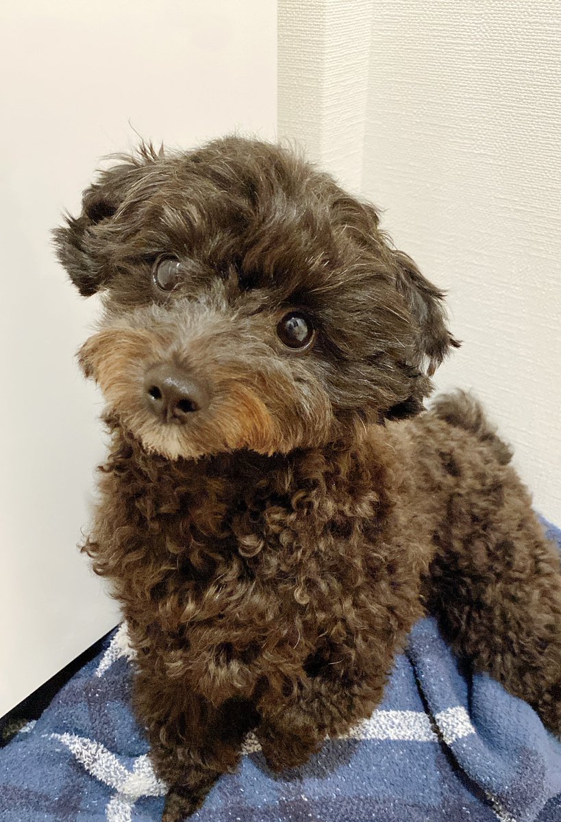 ボラ子の血抜きが終わったので、今日は塩漬け
初心者なので不安になるレベルの量の塩を使ってぎゅうぎゅうに塩漬け😂
8キロのボラに9キロの塩を使ったので、おっもたい😇
関係ないけど、最近白い毛が増えてまろ眉っぽくなってきた２号🤭