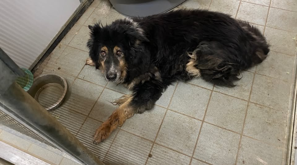 Leitenstraße 67, 82538 Geretsried
Hund ausgesetzt Kopie:
Dieser Hund namens "Eddy" (hat einen Chip der gemeldet war) wurde in der Nacht vom 3. auf 4.12.25  an einem Wasserhydranten beim Tierheim bei eisiger Kälte abgebunden und ausgesetzt. Er ist 14 Jahre alt und in einem