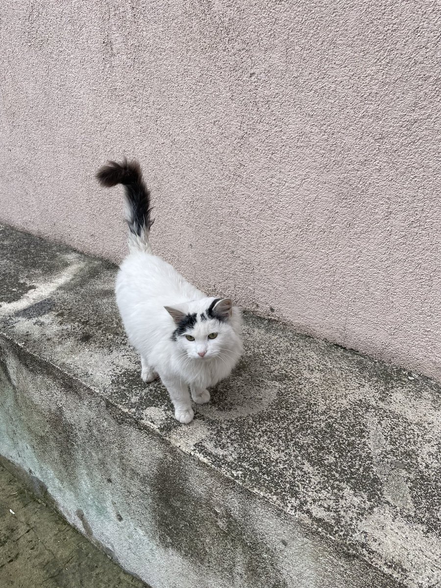 Çerez Çitos Bihter Behlül Poşetçi tweet media