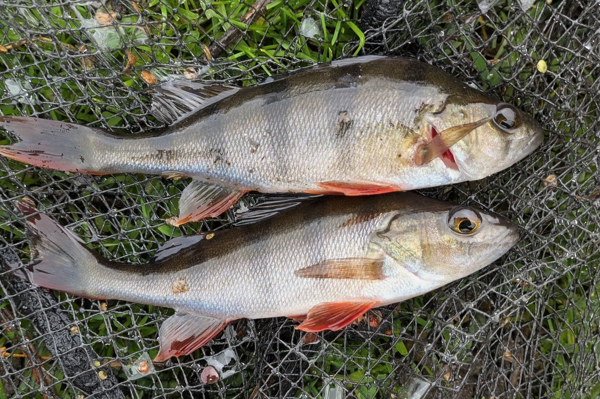 BobCuffy's tweet photo. A couple of hours a couple of perch. The monster is yet to come! #perch #pike #lakes #keeponkeepingon https://t.co/gAkVS3TG0D