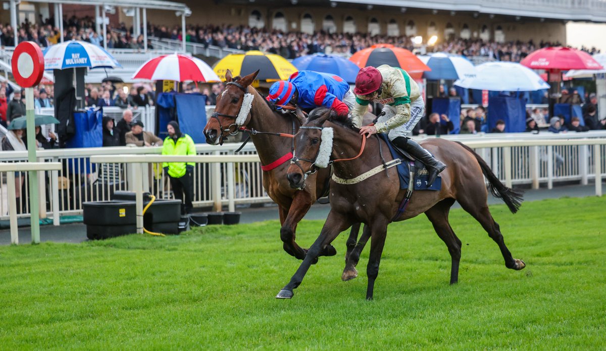 RPWeekender's tweet image. Crikey! It's like shelling peas for @robbiewilders as 22-1 shot Grozni adds to his weekend winners following on from Twig yesterday. Amazing tipping - and he is in your @RPWeekender every week.