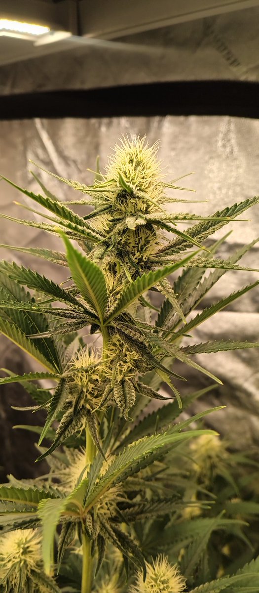 MidGrow's tweet image. Starting on wk 3.. 
Headband 99
Athena Pro 
Already glimmering and a long way to go.. She's a stretcher 💥💨