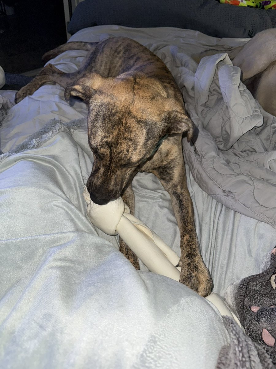 Please enjoy these beautiful pictures of my dogs chewing bones as big as them.