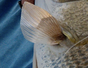 Alrighty fish fans, just by looking at this fin, who wants to take a guess at what kind of fish is in this picture? Let us what you think in the comments!