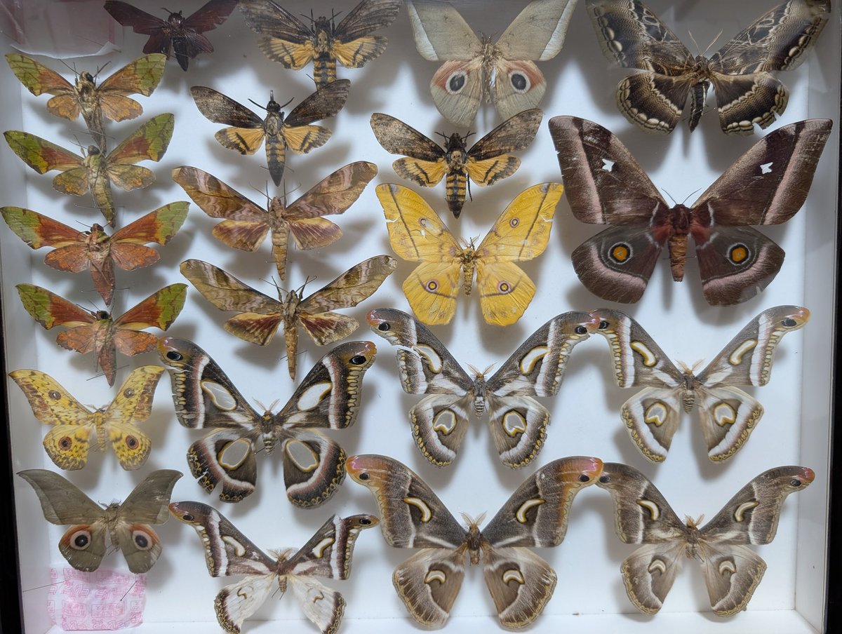 蝶標本　まる・リクエスト 蝶標本 まる・リクエスト 海福雑貨 on X