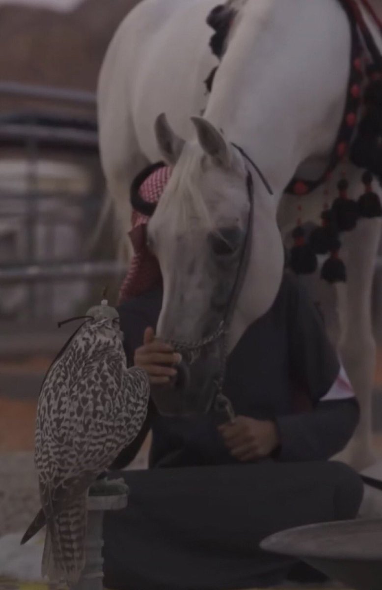 مابين خلك حصان وبين خلك صقر
ماعاد ندري ندك الارض ولا نطير .

#القرم