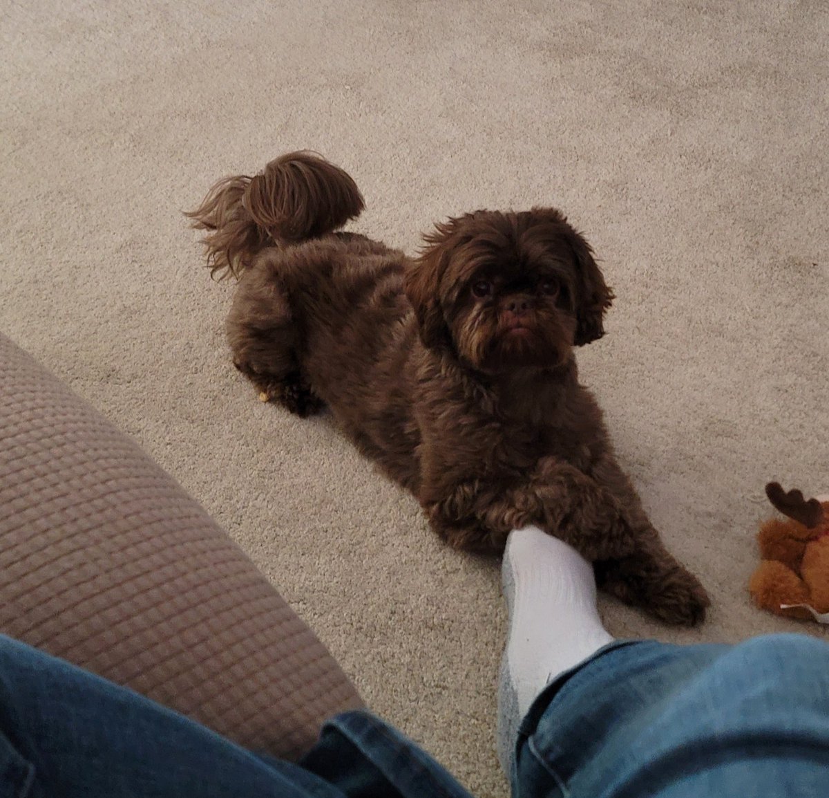 The most loving creature on the planet, my Scout.