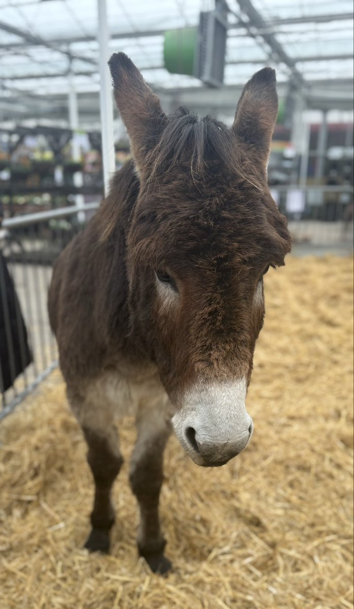 Ahhh Christmas Donkey 🌟