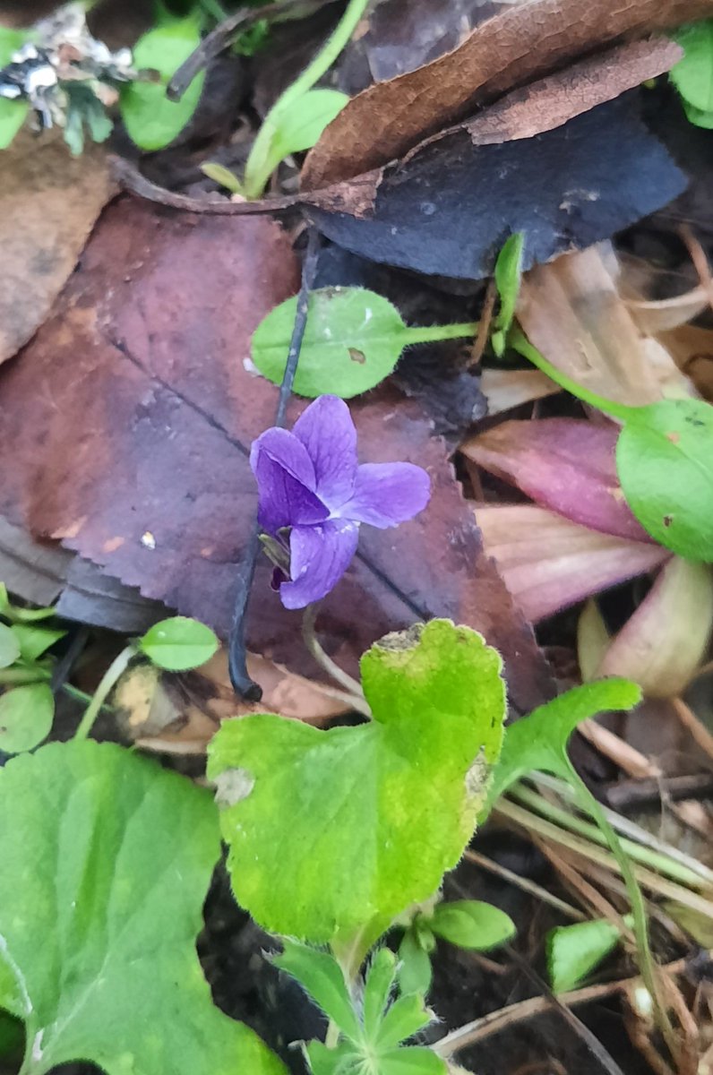 Сегодня мной зафиксирован абсолютный рекорд (за последние лет 20) сдвига зимы вперёд на пару месяцев.
Позвольте представить: майская фиалка! Московская область, где-то в дачных еб#нях.