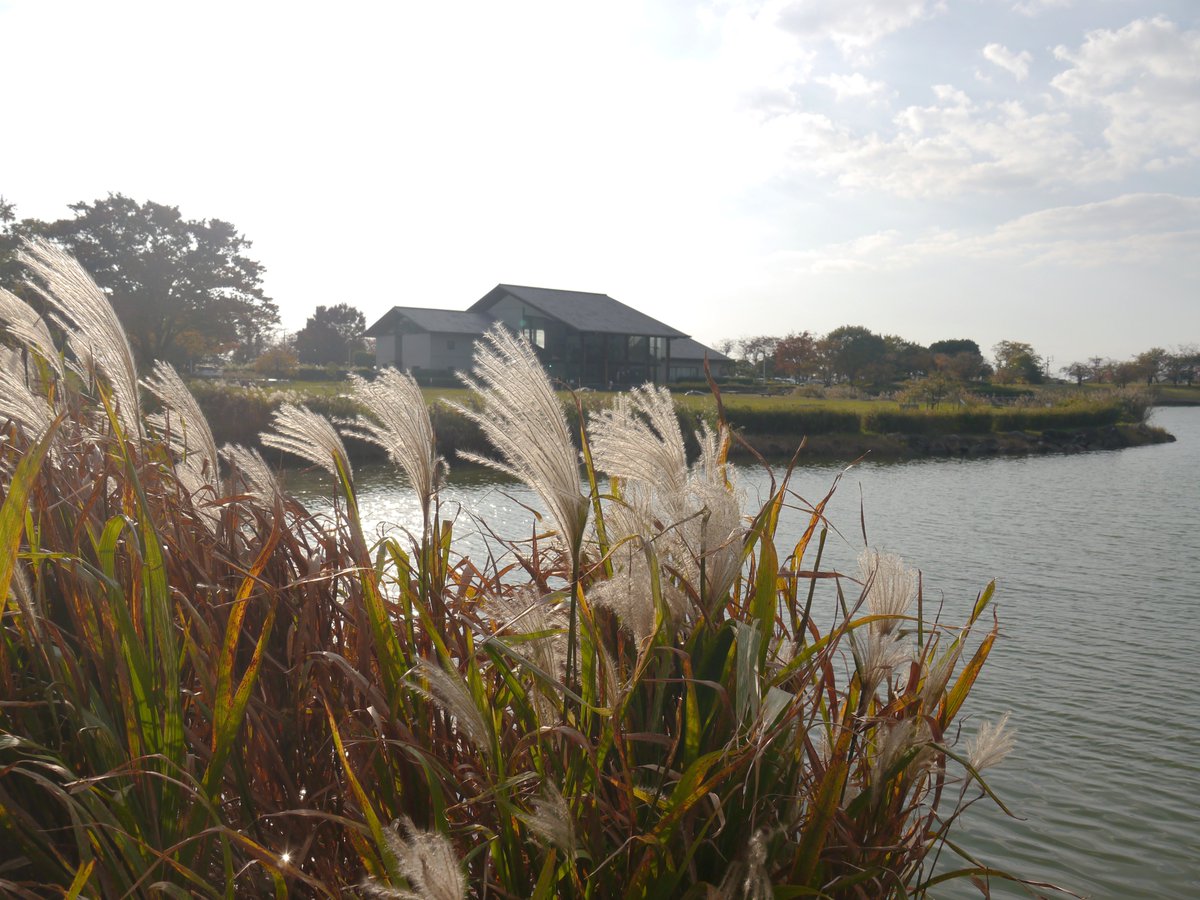 𝗌𝖺𝗄𝗎 tweet media