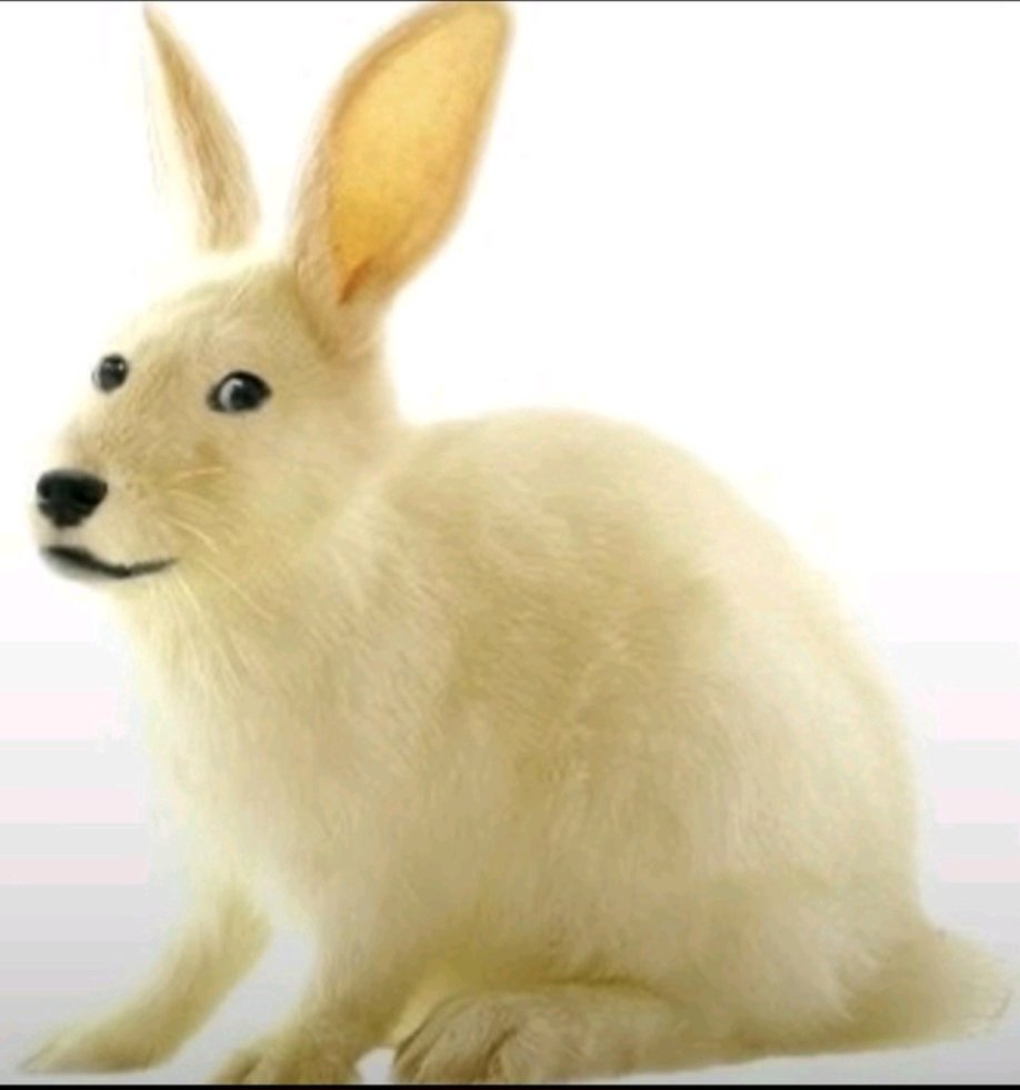 Sr Tiburino tweet media