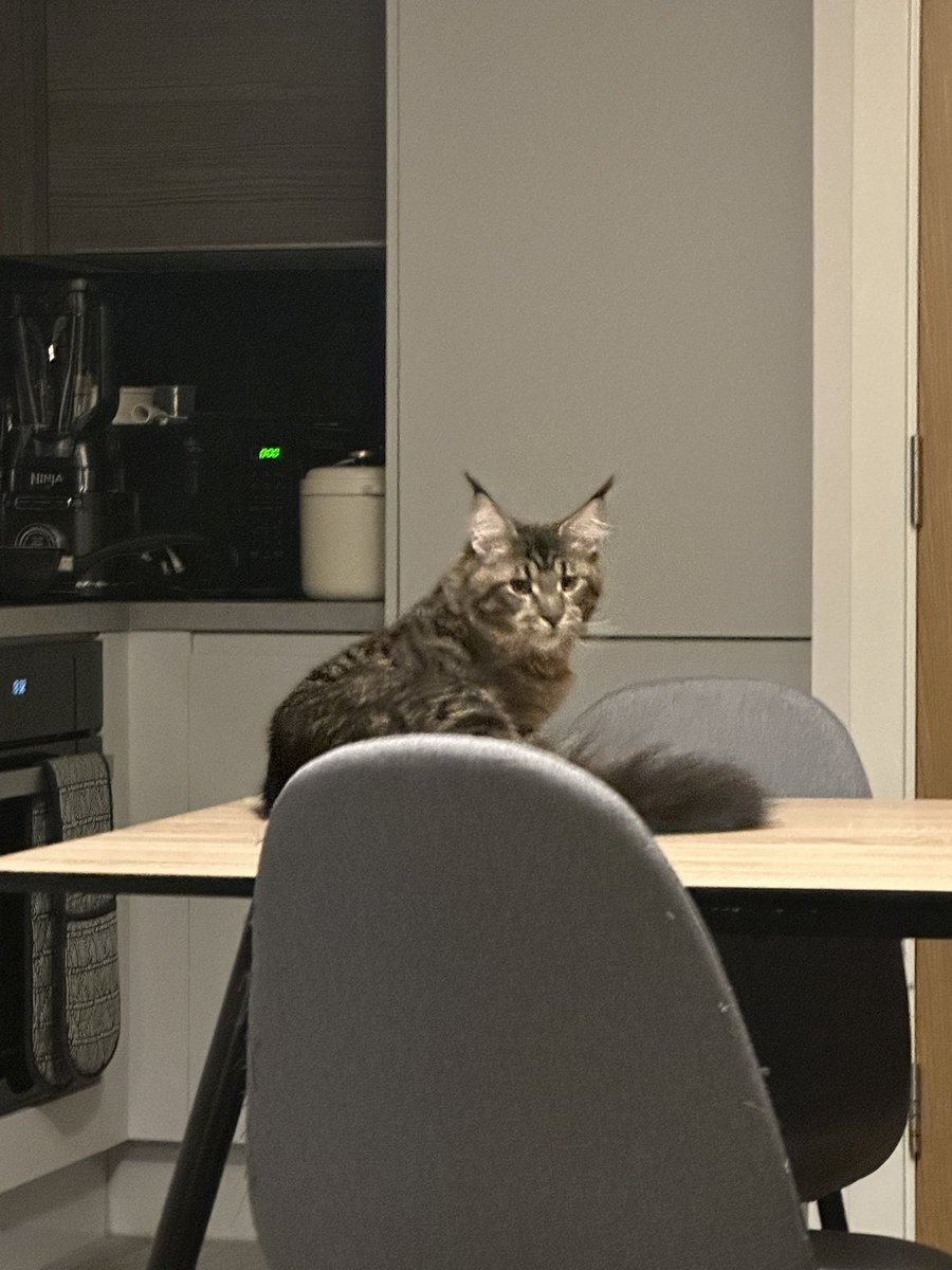 终于碰到有猫的哥了 还是两只 早上醒来就是它睡在我怀里 好幸福