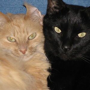 choesarn's tweet image. Happy (late) birthday, ucing! I hope life keeps spoiling you with happiness, good surprises, everything you deserve! Thanks for being my friend, and for being the cakep ucing ireng we all adore. Cheers to more random moments, silly conversations also anything! Happy birthday Ily!