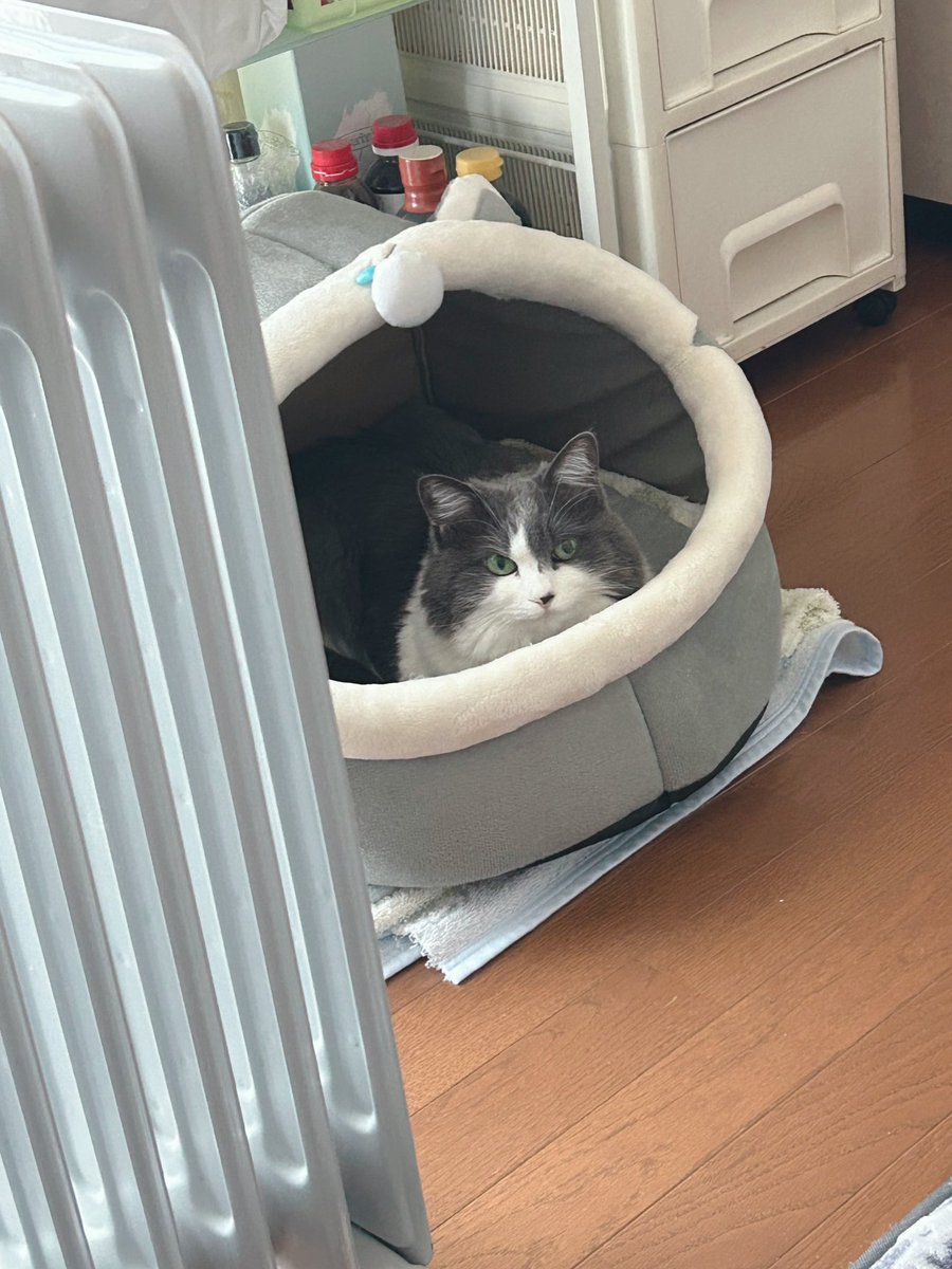 もう今年もあっという間だニャ☆🐱

大分寒くなって来ました。☃️

#MIHALBLOG #猫 #猫好きさんと繋がりたい