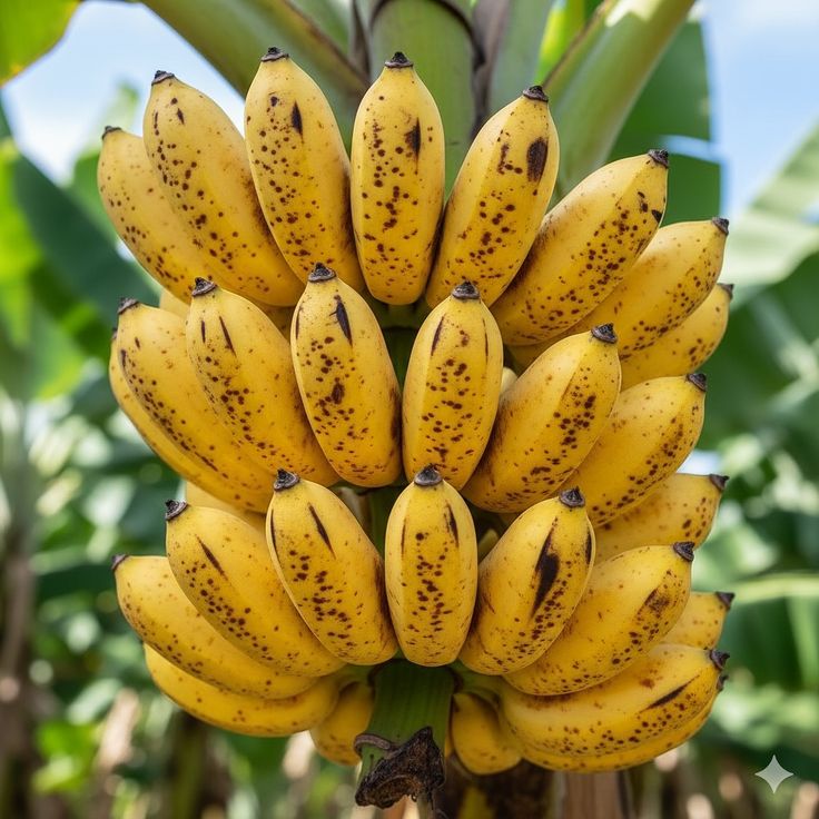 adventure_bloom's tweet image. Fruit name?