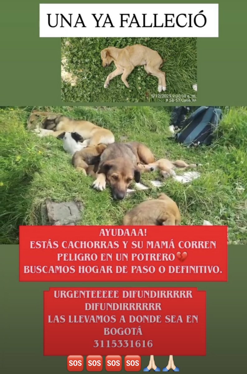 ⁦<a href="/asociacionamor1/">Asociación Amor Animal</a>⁩ ⁦<a href="/AsociacionMi/">Asociacion de Protección Animal Mi Mejor Amigo</a>⁩ ⁦<a href="/PetAngelsCol/">PetAngelsCol 🐱🐶</a>⁩ ⁦<a href="/ArcaLuminosa/">ArcaLuminosa</a>⁩ ⁦<a href="/andreanimalidad/">Andrea Padilla Villarraga🐆</a>⁩ ⁦<a href="/CundinamarcaGob/">Gobernación de Cundinamarca</a>⁩ ⁦<a href="/ipybac/">IPYBAC</a>⁩. 🆘🆘🆘🆘🐶🐶🐶🐶🐶 ayudaaaaaa. Urgente.