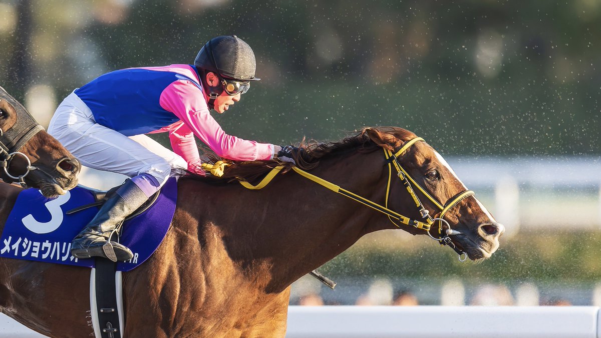 ハリオ、ここに来てそんな顔して走るのは反則だろ………