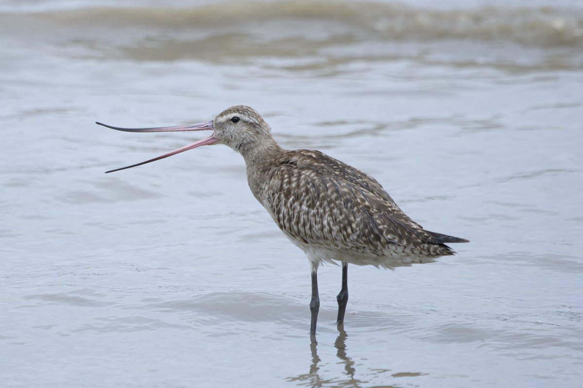 sotanaka.bird (@sotanaka_bird) / Posts / X