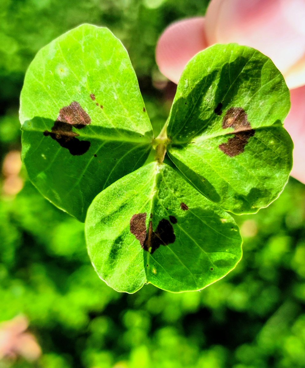 İlk defa kalp desenli bir yonca buldum, tam  "beğenen en kısa zamanda şansı ve aşkı bir arada buluyor" diye paylaşmalık